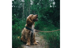 Image Symrise Pet Food